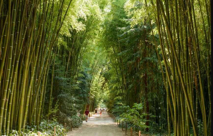 The Bamboo Cevennes, Générargues, France, France